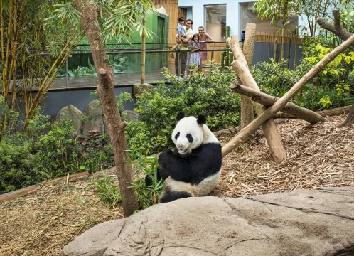 リバーワンダーでパンダに会いに行こう＜午後半日コース/日本語ガイド/往路送迎付き/ジャイアントパンダ見学/アマゾンリバークエスト乗船＞